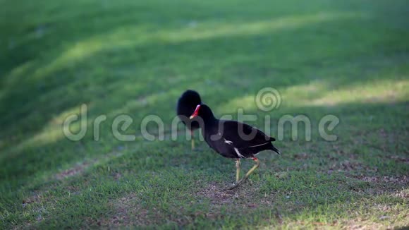 喙红色的黑鸟在公园散步视频的预览图