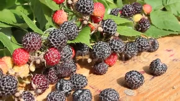 黑树莓水果视频的预览图
