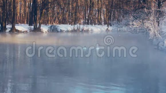 天鹅在冬季潜入森林湖冬天公园里的薄雾笼罩着湖面视频的预览图