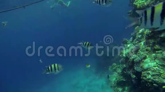 从水下看海洋生物视频的预览图