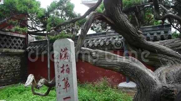 突出粗柏树干中国古建筑微风吹叶视频的预览图