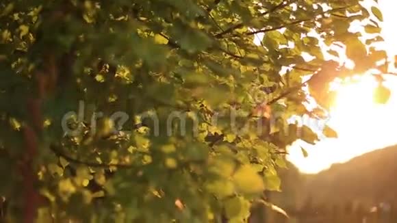 在金色的夕阳下绿树叶子的枝干紧紧地视频的预览图