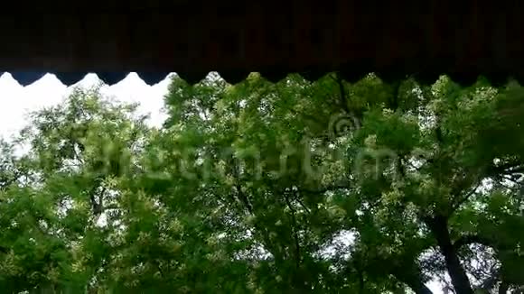 中国古建筑屋檐下郁郁葱葱的绿树微风吹拂着树叶视频的预览图
