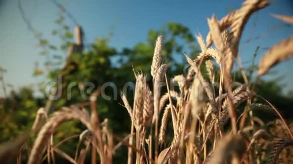 在后院的葡萄园中生长的麦子视频的预览图