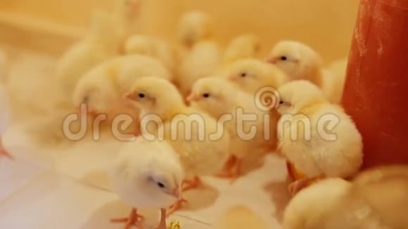 小鸡宝宝在鸡场又小又漂亮视频的预览图