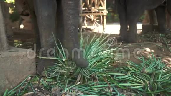 野生动物园里吃植物的大象视频的预览图