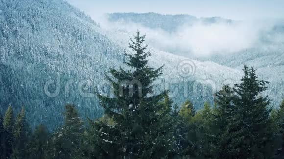 雾山附近树木上的雪视频的预览图