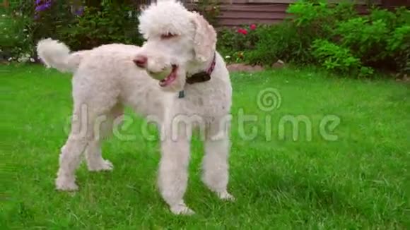 狗在跑草后院有球的拉布拉多宠物在草地上玩耍视频的预览图