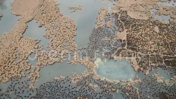 鸟瞰池塘藻类沼泽乌克兰森林视频的预览图