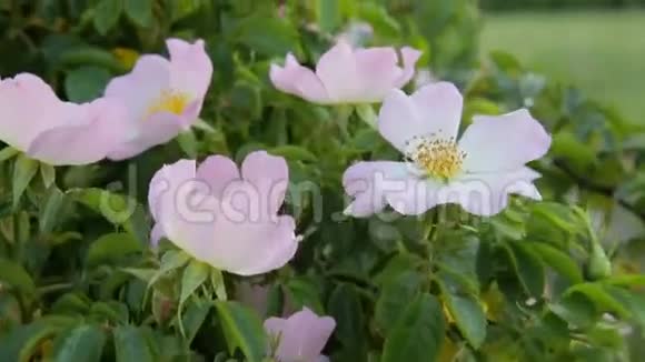 开花的野玫瑰春天生长的花野玫瑰视频的预览图