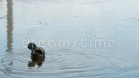 两只野鸭在水里游泳视频的预览图