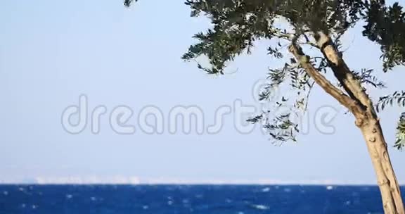 背景上海边的橄榄树枝条视频的预览图