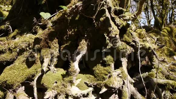 山上树木的苔藓视频的预览图