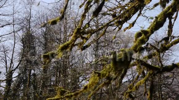 山上树木的苔藓视频的预览图