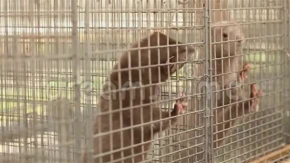 灰貂从笼子里往外看灰貂在金属笼子里特写视频的预览图