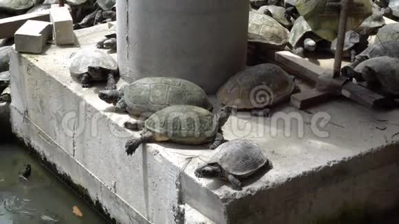 海龟在混凝土结构上日光浴城市生活中的动物视频的预览图