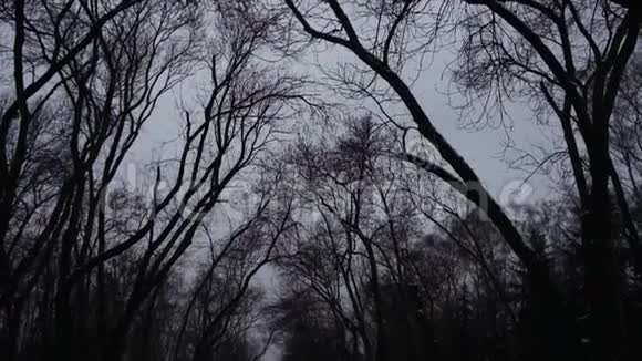 冬树4k云背景视频的预览图