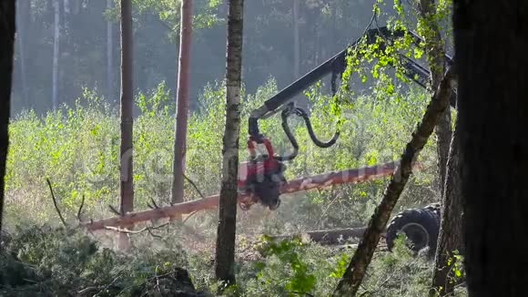 木材联合收割机加工松树收割机把树切成碎片伐木视频的预览图