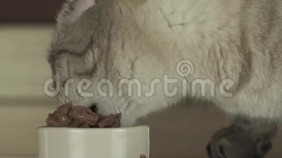 猫吃湿食物的肉片慢动作股票录像视频的预览图