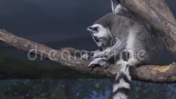 有趣的环尾狐猴在树枝上舔皮毛的录像视频的预览图