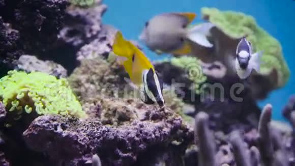 活珊瑚中的热带鱼类视频的预览图