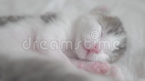 小可爱的新生小猫睡在床上生活方式的小猫在梦中辗转反侧地嗅着抽搐着视频的预览图