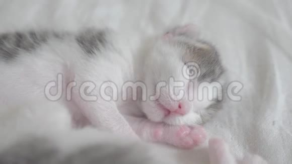 小可爱的新生小猫睡在床上小猫在梦幻般的生活方式和视频的预览图