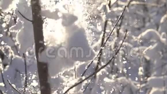 雪从解冻的树上落下视频的预览图