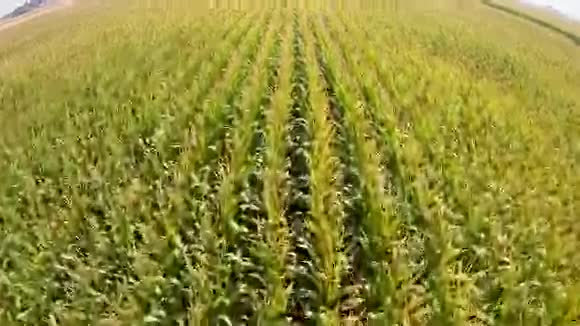 爱达荷州满是玉米的田野视频的预览图