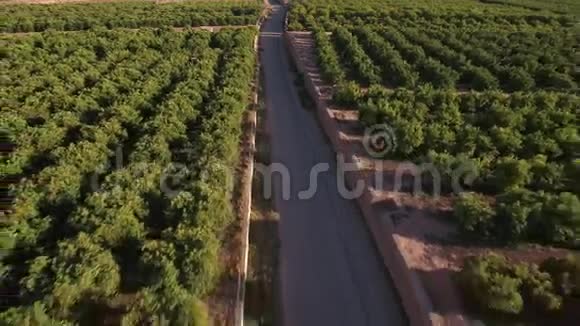 带道路的橙树田鸟瞰图视频的预览图