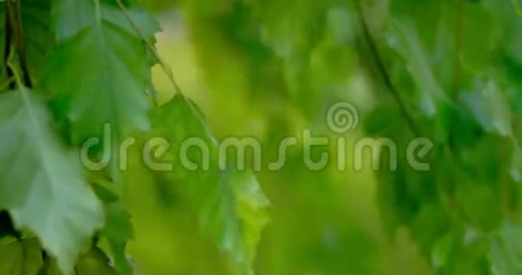 桦树的叶子在风中缓慢移动视频的预览图