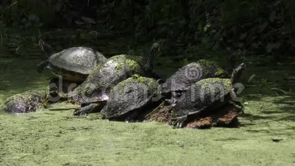 佛罗里达海龟在沼泽里晒太阳视频的预览图