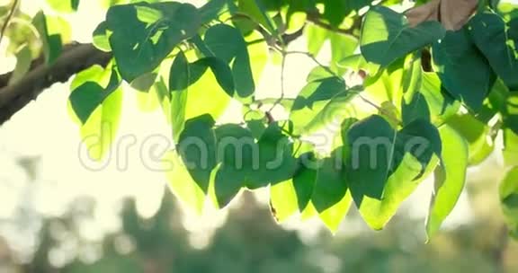 阳光透过新鲜的树叶边框闪耀视频的预览图