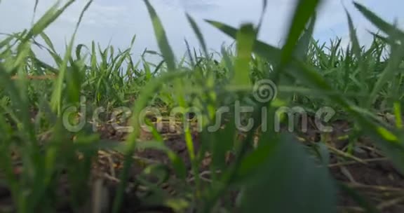 萌发绿色农业的特写视频的预览图