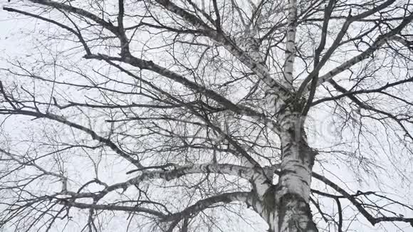 一棵桦树的树干在冬天干燥的树枝上自然是户外的风景俄罗斯视频的预览图