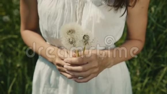 年轻女孩手里拿着一束白色蒲公英视频的预览图