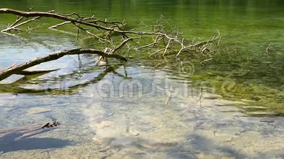 克罗地亚Plvice湖清水中的两只鸭子视频的预览图