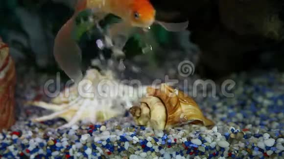 一条五颜六色的金鱼在水族馆里享受着视频的预览图