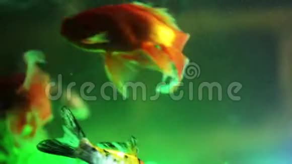 金鱼在鱼缸里游泳视频的预览图
