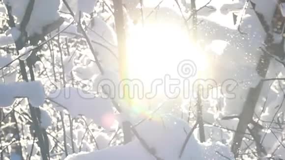 雪从解冻的树上落下视频的预览图