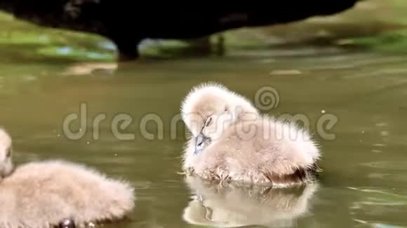 小黑天鹅在湖里游泳可爱的毛茸茸的天鹅漂浮在水面上4k镜头慢动作视频的预览图