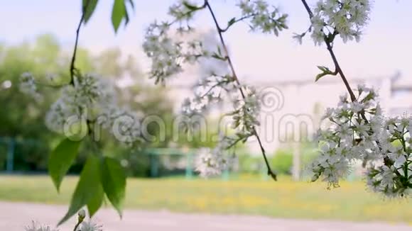 宏视频拍摄动迎着风苹果花开视频的预览图