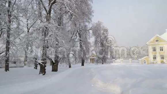 棕榈庄园周围的树木积雪视频的预览图