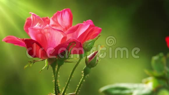 花园里美丽的玫瑰花底色也很好视频的预览图