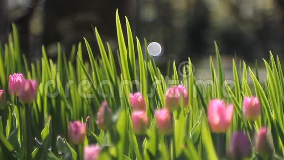 春天的抽象背景风景法律上的郁金香视频的预览图