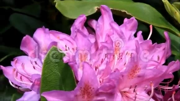 粉红色的杜鹃花视频的预览图