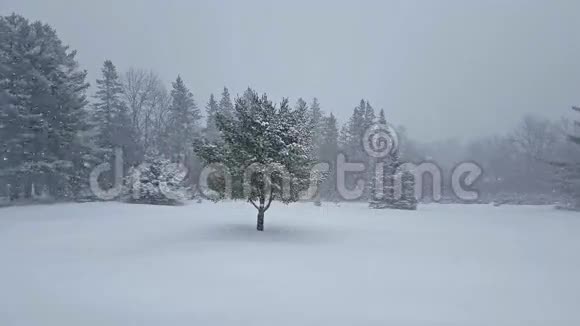 露天景观的冬季降雪视频的预览图