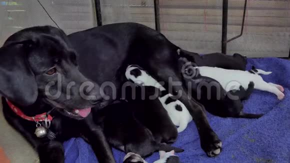 小狗喝母乳视频的预览图