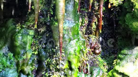 雄蕊和苔藓绿色自然视频的预览图