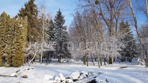 城市公园里的第一场雪树在新鲜的雪下视频的预览图